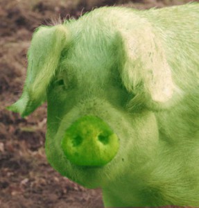 porc verde