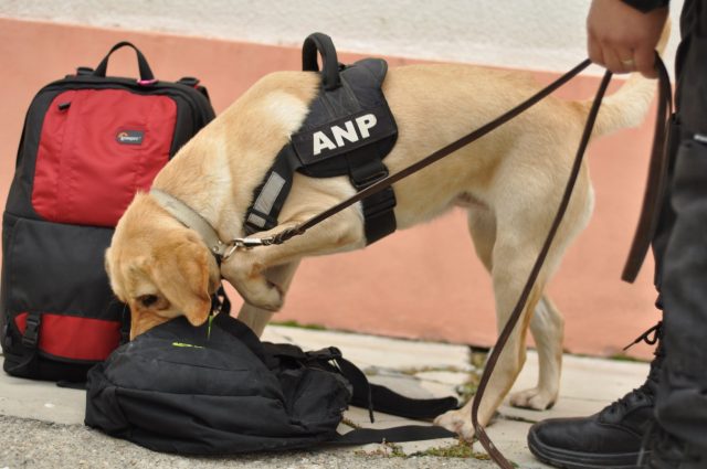 caine antidrog penitenciar