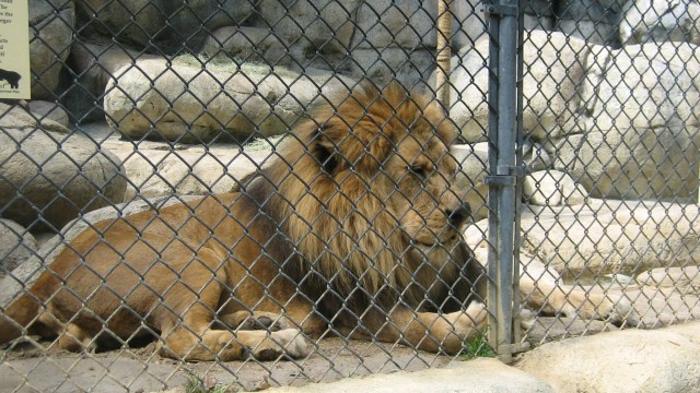 lion_zoo_99651900