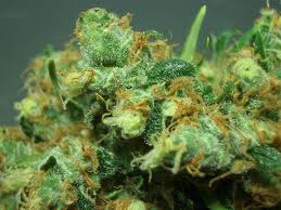 cannabis 4