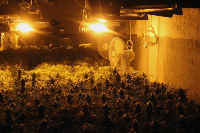 cannabis plantatie