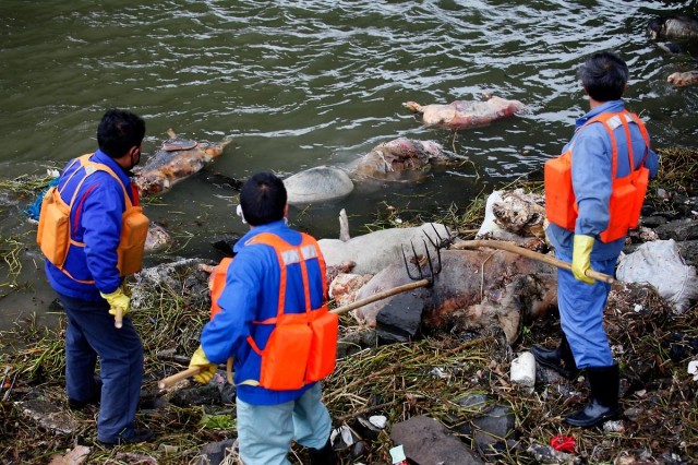 china-shanghai-thousands-of-dead-pigs-floating-in-huangpu-river-01