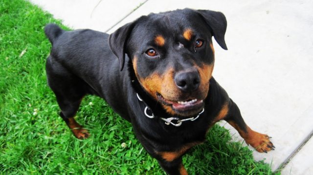 rottweiller_77004500