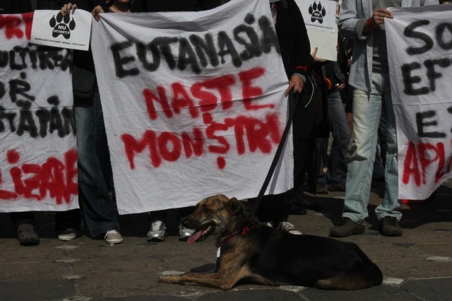 maidanezi protest timisoara 5