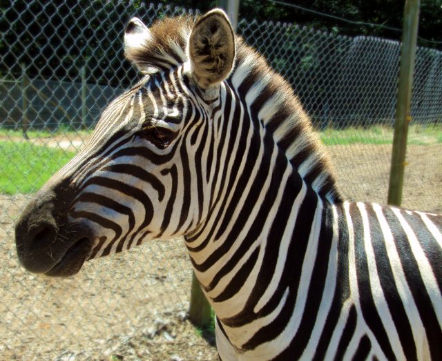 Zebra