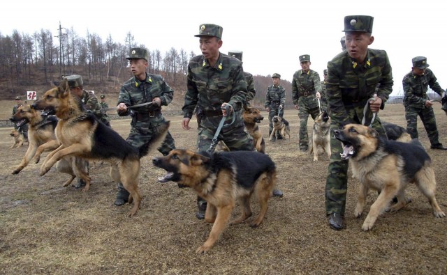 North Korean soldiers with military dogs take part in drills in an unknown location