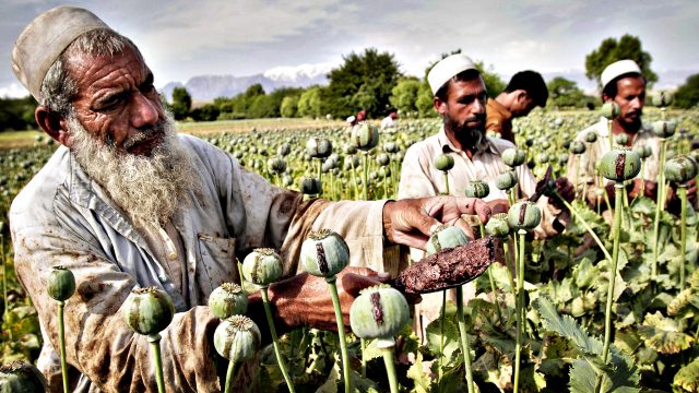 Afghan farmers collect raw opium as they work in a poppy field i