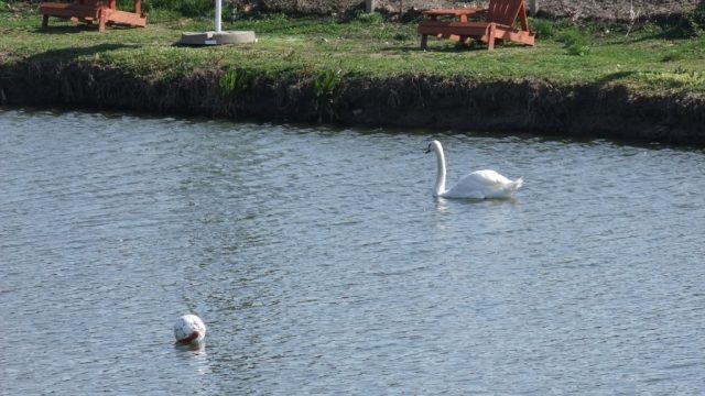 Peciu Nou Poli (82)