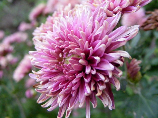 floare