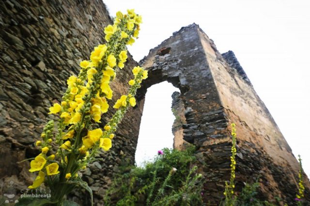 cetatea colt Ţara Haţegului