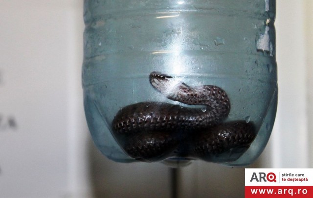 vipera