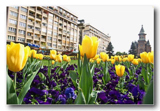 galben si albastru in timisoara (5)