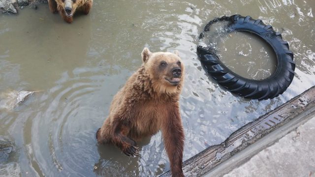 ursi zoo timisoara (1)