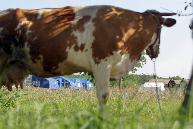 vaca corturi refugiati lunga 1