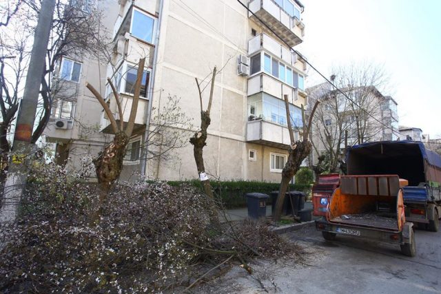 arbori taiati6