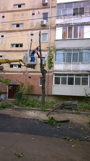 strada astrilor defrisare copaci taiati timisoara 5