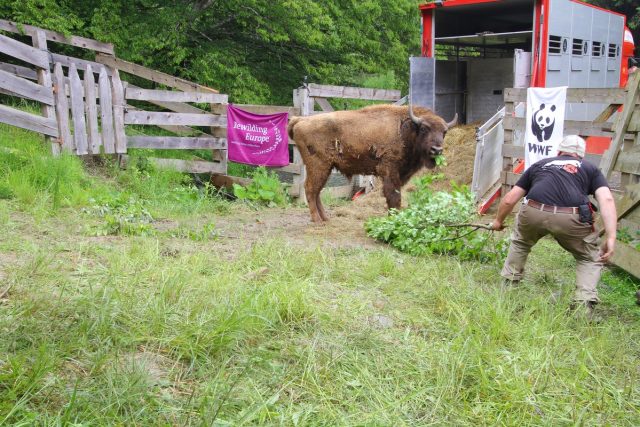 Zimbri eliberați în Banatul Montan Rewilding Europe