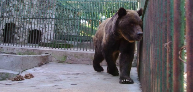 Animalele din Gradina Zoologică Hunedoara erau ținute în condiții improprii