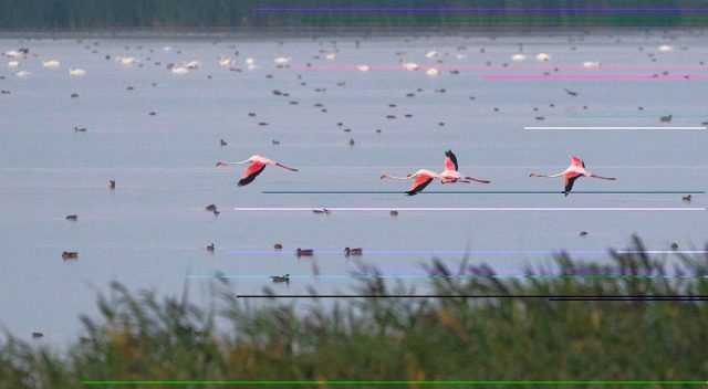 flamingo in delta 1