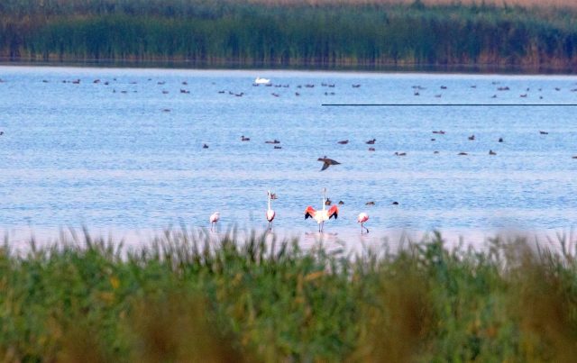 flamingo in delta