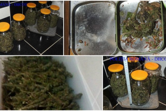 cannabis-confiscat-650x435