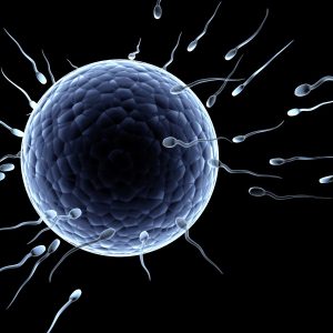 sperm_race