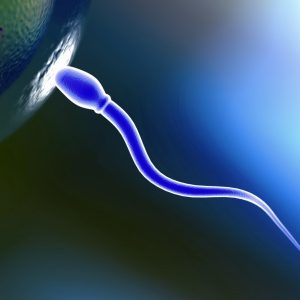 spermatozoid