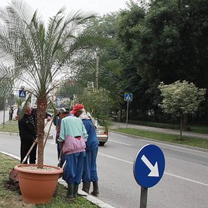 dragila cu lopata