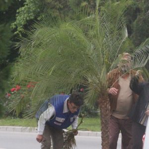 palmier taiat 1