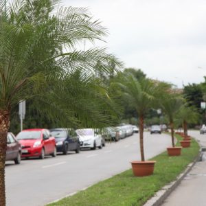 palmieri la timisoara07_resize