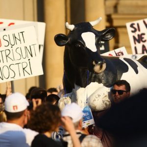 protet cu vaca04_resize
