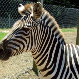 Zebra