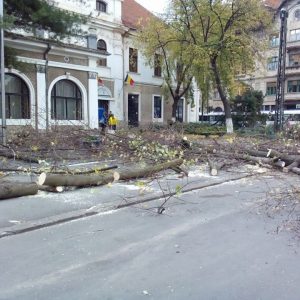 pomi taiati