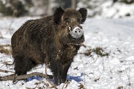 porc