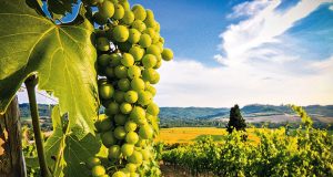 vrsacki vinogradi