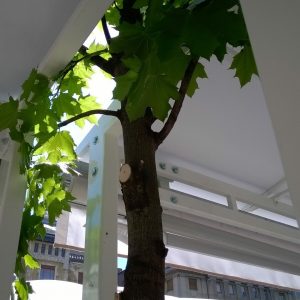 IMG_0279