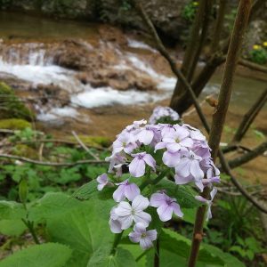 valea susarei
