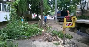 strada astrilor copaci taiati timisoara defrisare