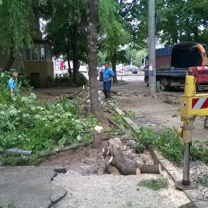 strada astrilor copaci taiati timisoara defrisare