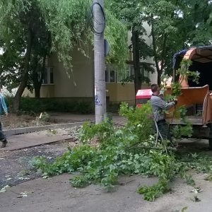 strada astrilor defrisare copaci taiati timisoara 3