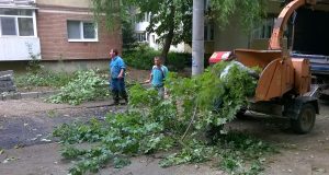 strada astrilor defrisare timisoara copaci taiati 4