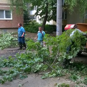 strada astrilor defrisare timisoara copaci taiati 4