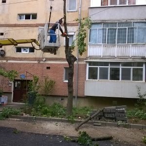 strada astrilor defrisare copaci taiati timisoara 5