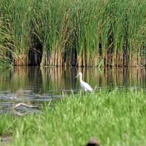 2-mlastini-satchinez