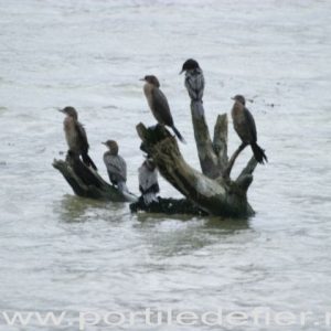 8. cormoran-calinovat