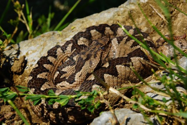 vipera