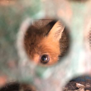 37219822_2173237099383277_1825258210563457024_n