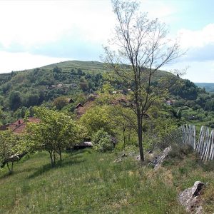 5. poienita voinii