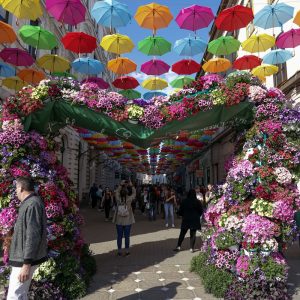 timfloralis 3
