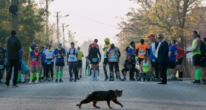 Alergătorii aflați la startul cursei Timișoara City Marathon 2019, la Otelec (42 de kilometri). O pisică le taie calea.